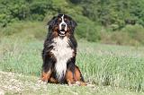 BOUVIER BERNOIS 087